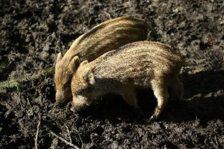 Biggetjes wild zwijn, Apeldoorn