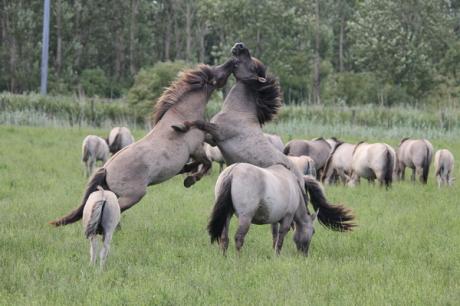 Vechtende konikpaarden, Oostvaardersplassen