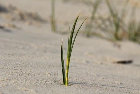 Zandzegge, Berkheide