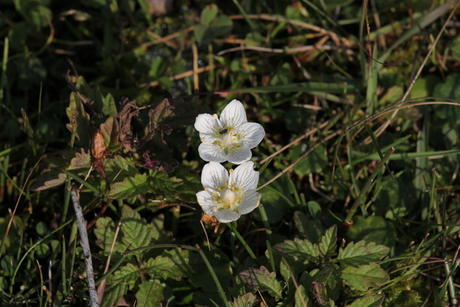 Parnassia, Berkheide