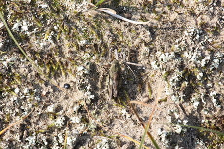 Blauwvleugelsprinkhaan, Berkheide