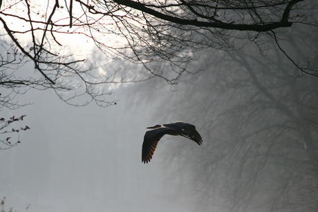 Blauwe reiger, Oase