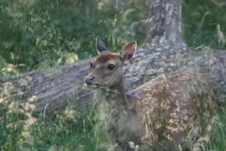 Jaegersborg Deer Park, Kopenhagen