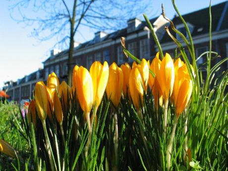 Crocussen, Bolwerken