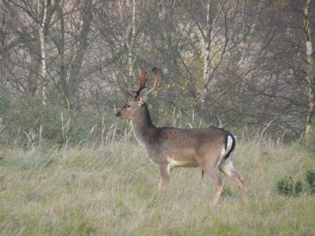 Damhert, Amsterdamse waterleidingduinen