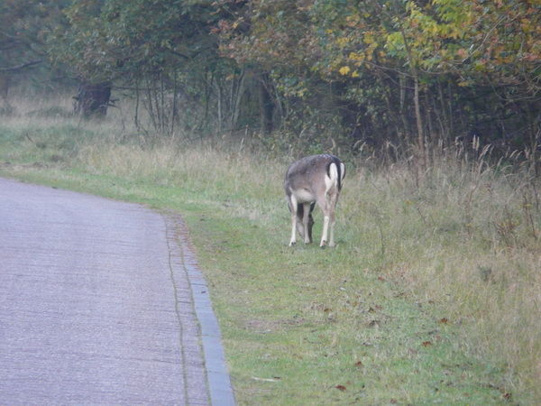 Mijn foto