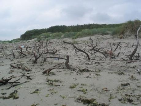 Voormalige tuin Toxopeus