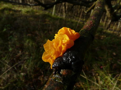 Gele trilzwam, Middenduin, Overveen