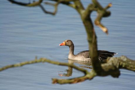 Grauwe gans