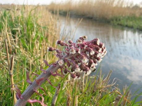 Groot hoefblad