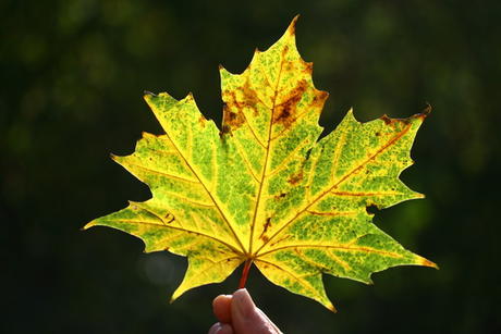 Herfstblad, Groenendaal