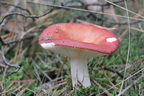 Ook rood met witte stippen