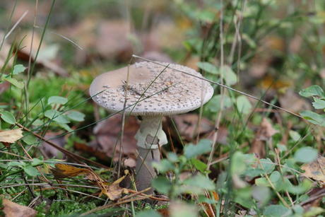Ouder en platter