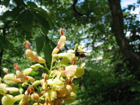 Pavia met Aardhommel, oude hortus