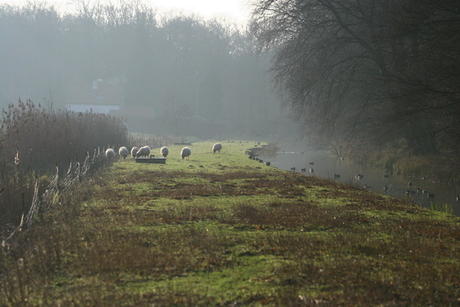 Schapen