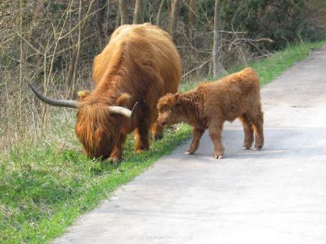 Schotse hooglander met kalf