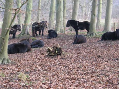 Shetland pony’s