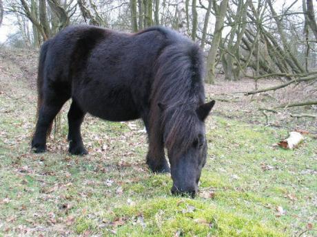 Shetlandpony