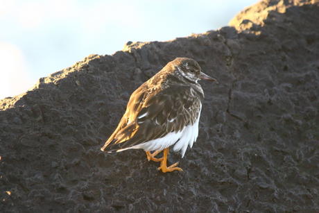 Steenloper, Pier IJmuiden