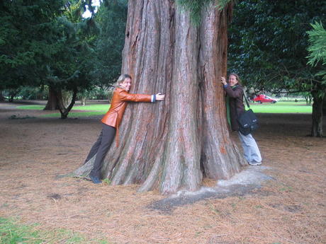 Tree hugging