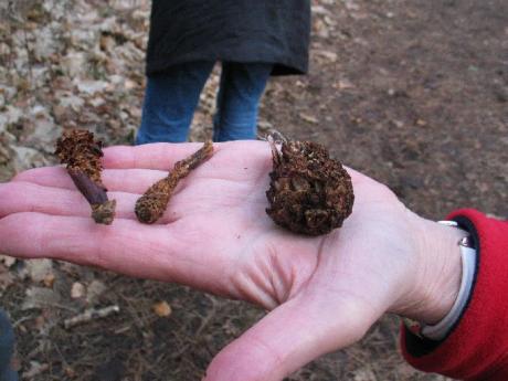 Sporen van Eekhoorn, Muis en Specht