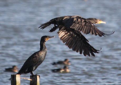 Overvliegen in Waterland