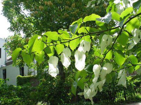 Zakdoekjesboom, oude hortus