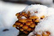 Zwavelkopjes